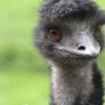 Emu bird photo