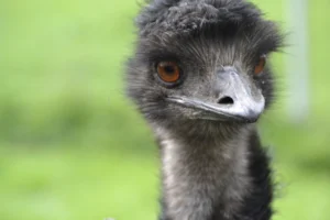 Emu bird photo