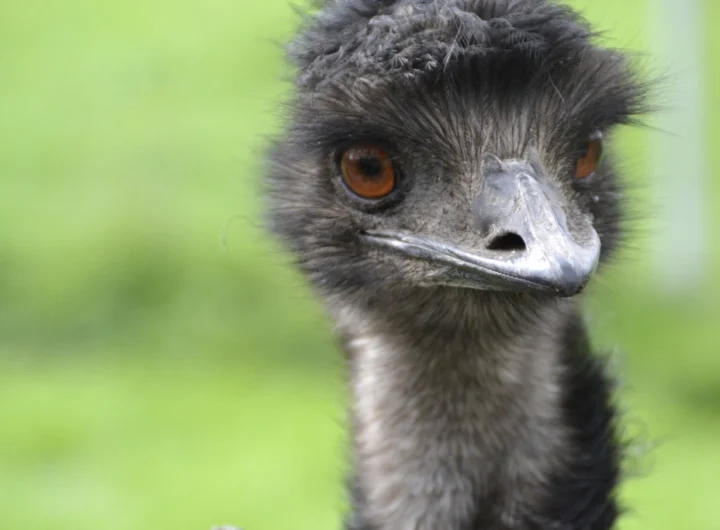 Emu bird photo